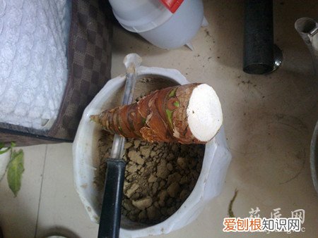 滴水观音根坏了怎么补救 滴水观音烂根应该怎么办？