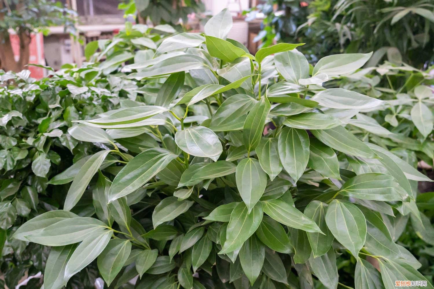 平安树叶片发黄是咋回事 平安树叶子发黄是怎么回事