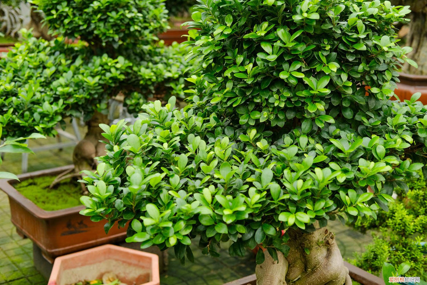 树桩盆景制作涉及到的方法有哪些 附制作方法 哪些野生树桩可做盆景