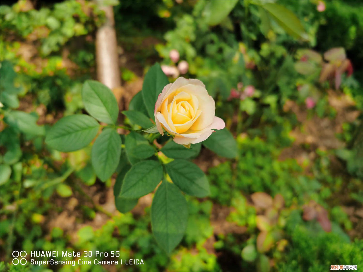 秋季月季怎么浇水 秋季如何给月季浇水