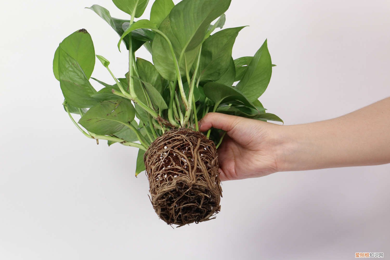 绿萝怎么养长得快又好看 绿萝怎么养长得快