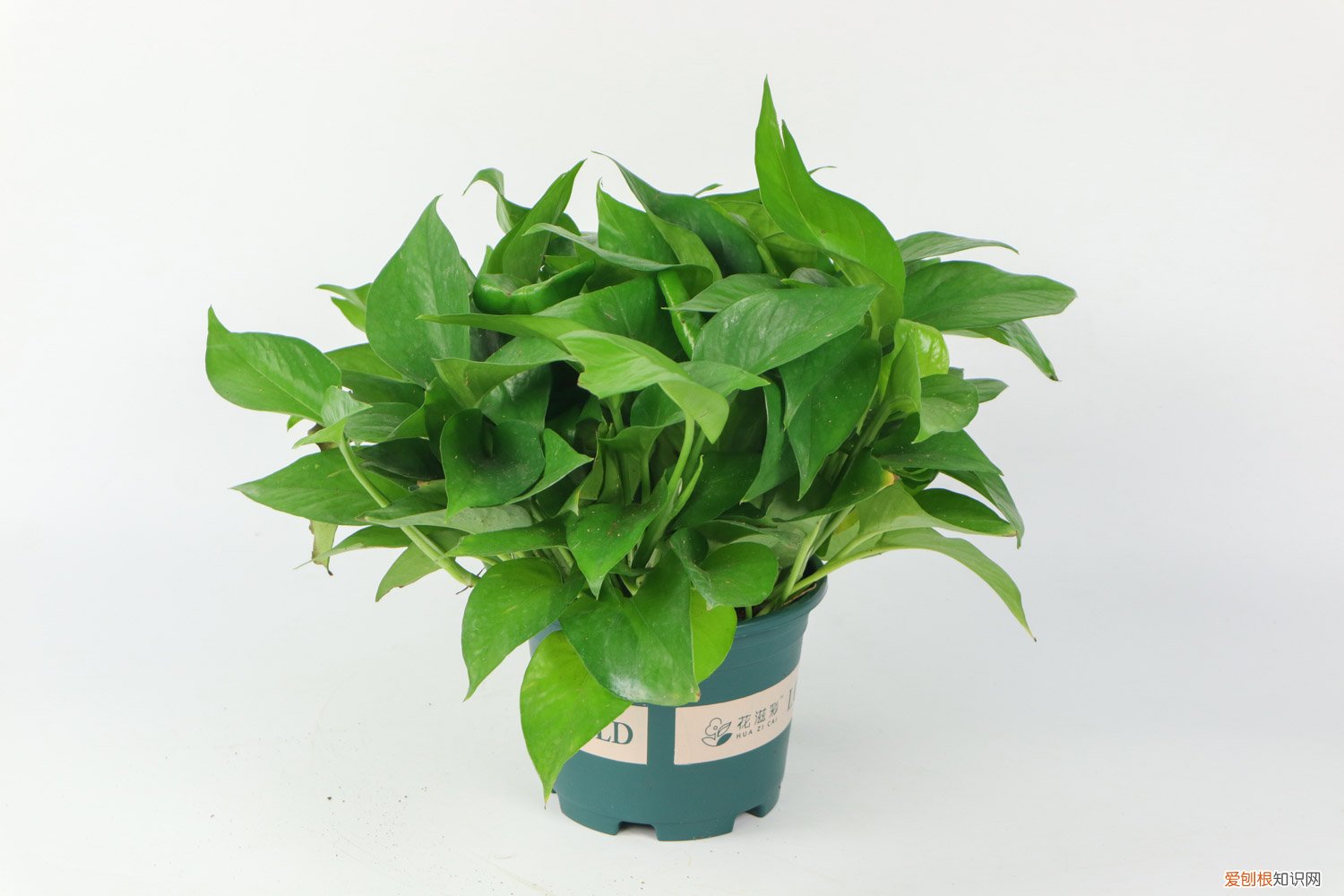 绿萝怎么养长得快又好看 绿萝怎么养长得快