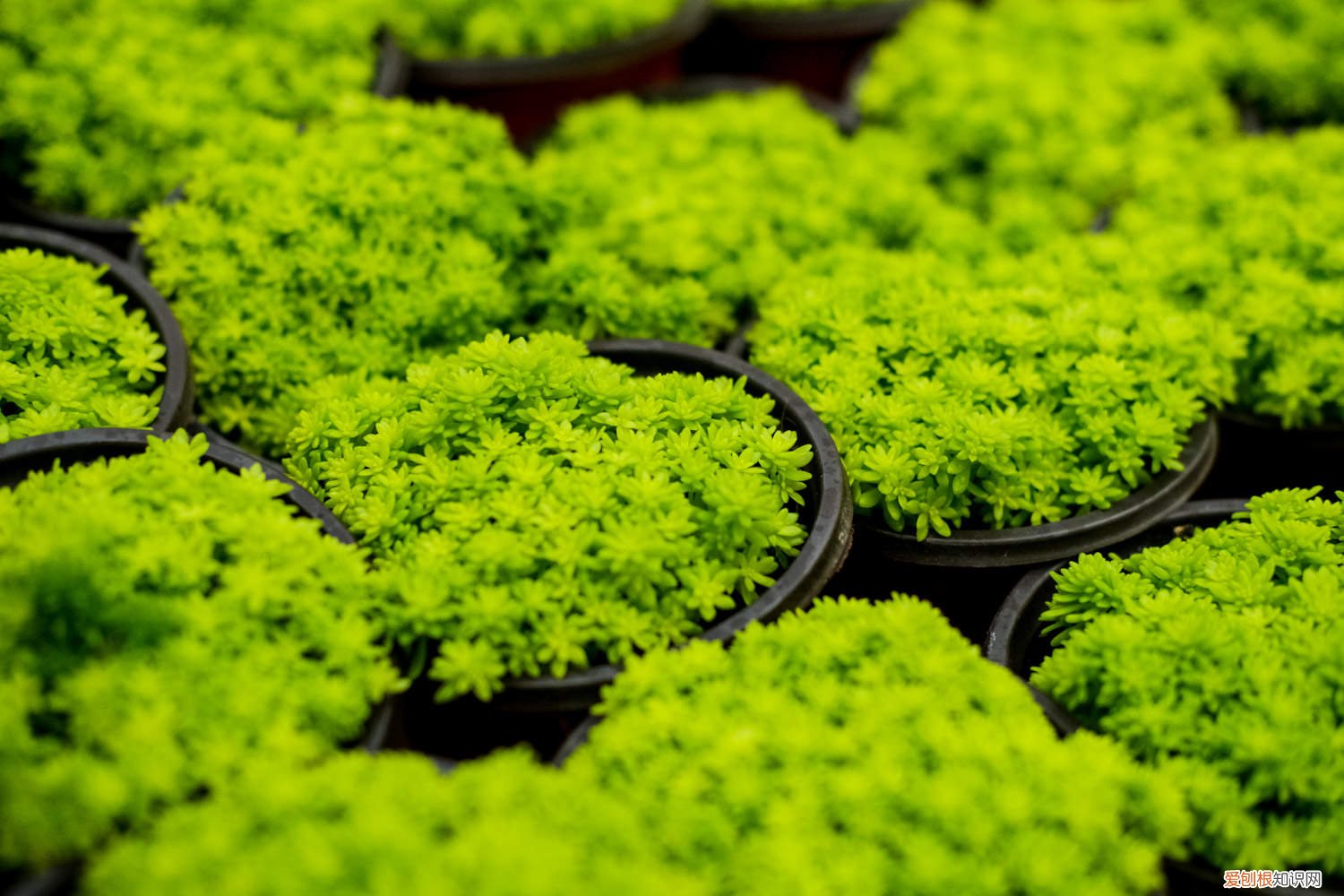 黄金万年草的养殖方法和技术 黄金万年草的养殖方法