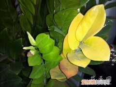 金钱树叶子发黄了怎样处理 金钱树叶子发黄应该怎么办？