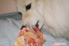 50斤的狗一天喂几个鸡架 50斤的狗一天喂几个鸡架好