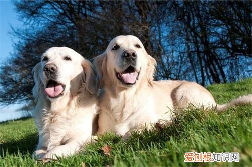 属狗和什么属相相冲 属狗合作搭档宜忌