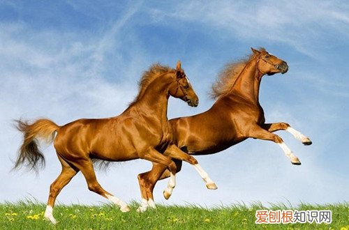 属马跟什么属相犯冲 属马的属相婚配宜忌