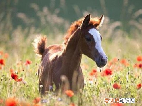 属马跟什么属相犯冲 属马的属相婚配宜忌