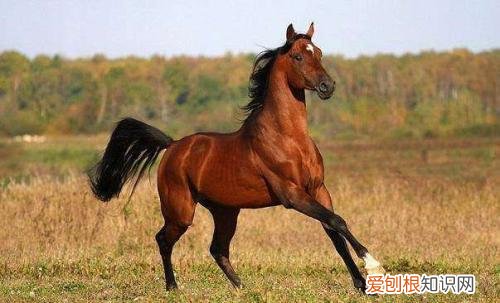 属马跟什么属相犯冲 属马的属相婚配宜忌