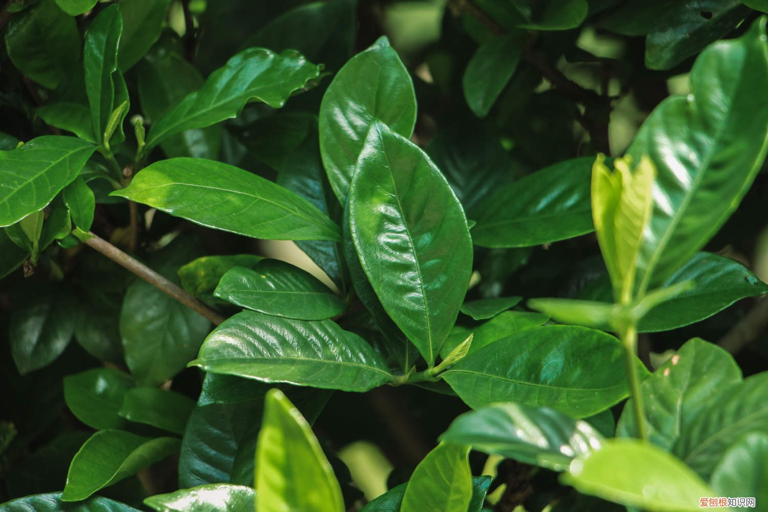 栀子花烂根怎么救 如何防止栀子花烂根，附烂根处理方法