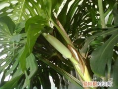 龟背竹叶子发黄主要是什么导致 解决方法有哪些呢？