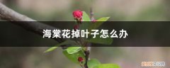海棠花叶子总掉是什么原因 海棠花掉叶子怎么办，叶子蔫了怎么处理