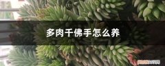 多肉千佛手怎么养才能开花 多肉千佛手怎么养