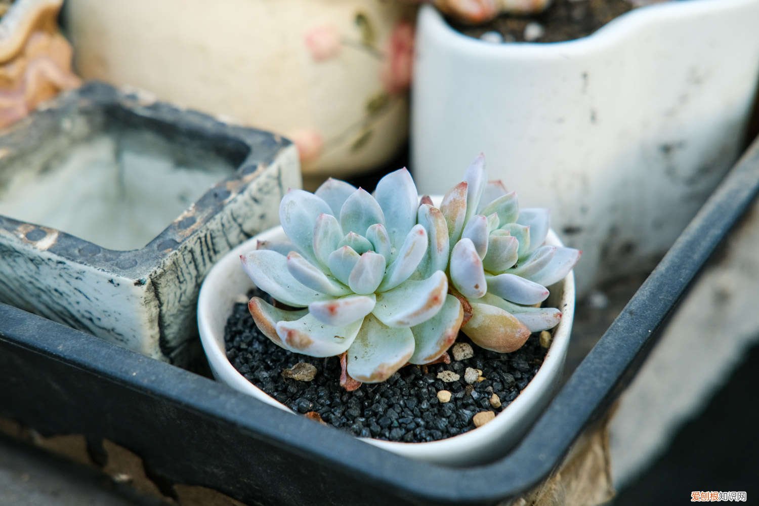 佛珠多肉香吗 多肉佛珠要铺面吗