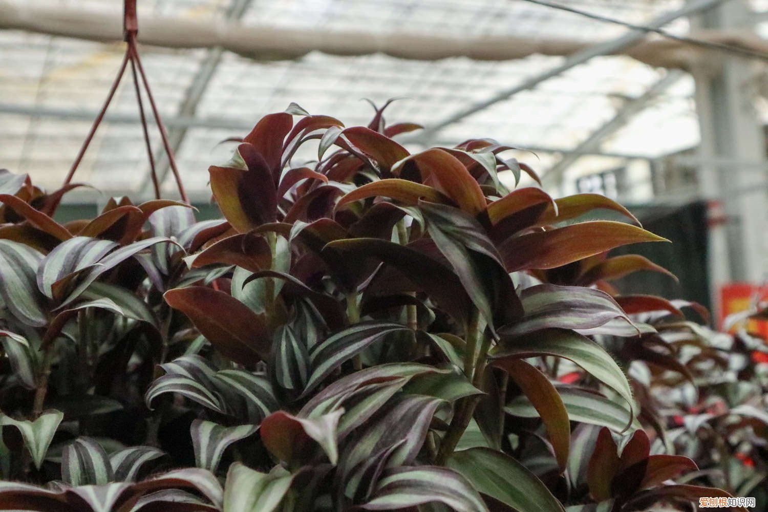 附扦插图解 吊竹梅插扦要不要晾根