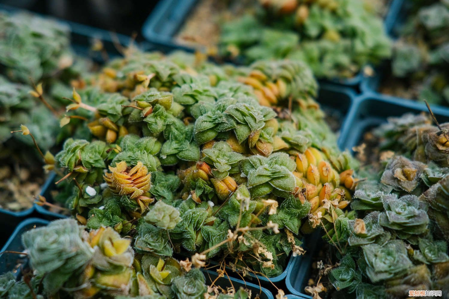 佛珠多肉能过冬吗 佛珠多肉怎么过冬