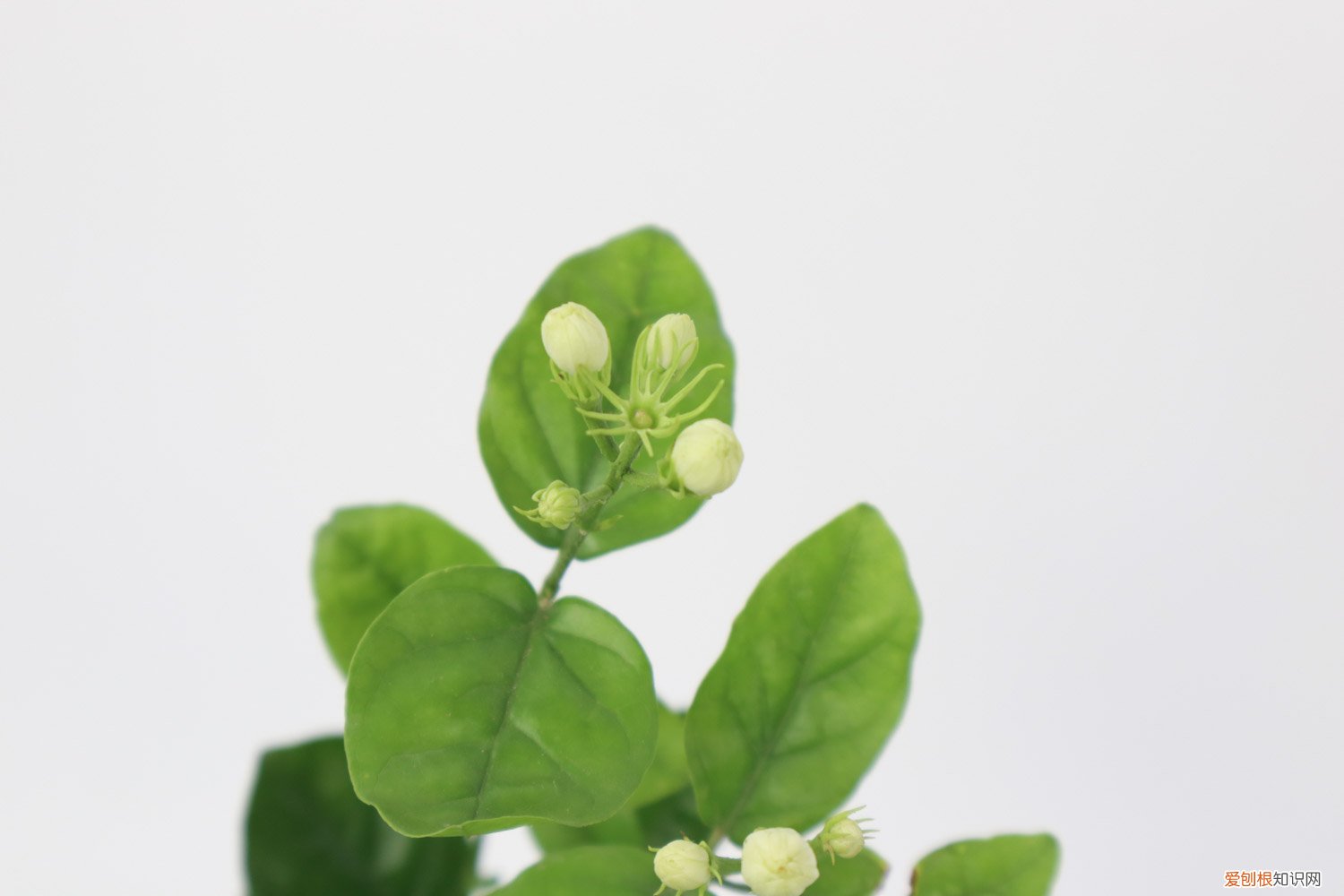 茉莉过冬枝条要剪光吗,修剪方法图解视频 茉莉过冬枝条要剪光吗，修剪方法图解