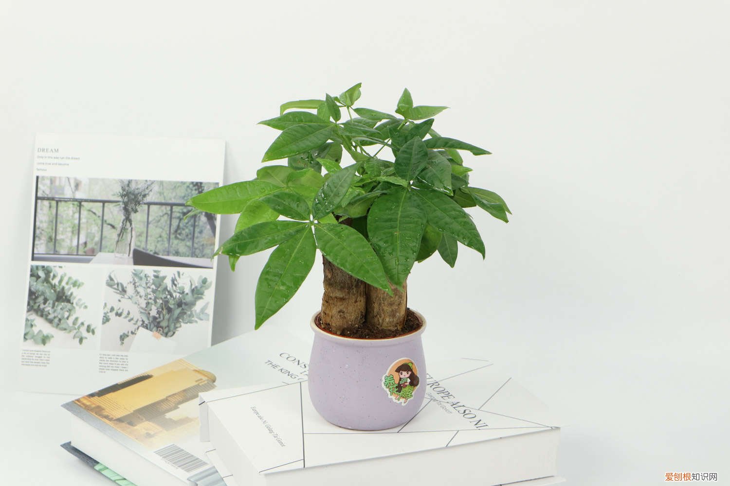 发财树如何长粗壮 怎样让发财树主干长粗，小型发财树能养大吗