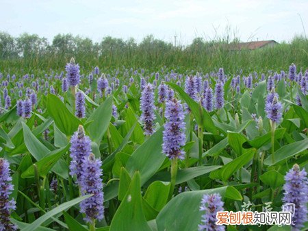 描述梭鱼草花 梭鱼草的形态特征以及生态习性介绍