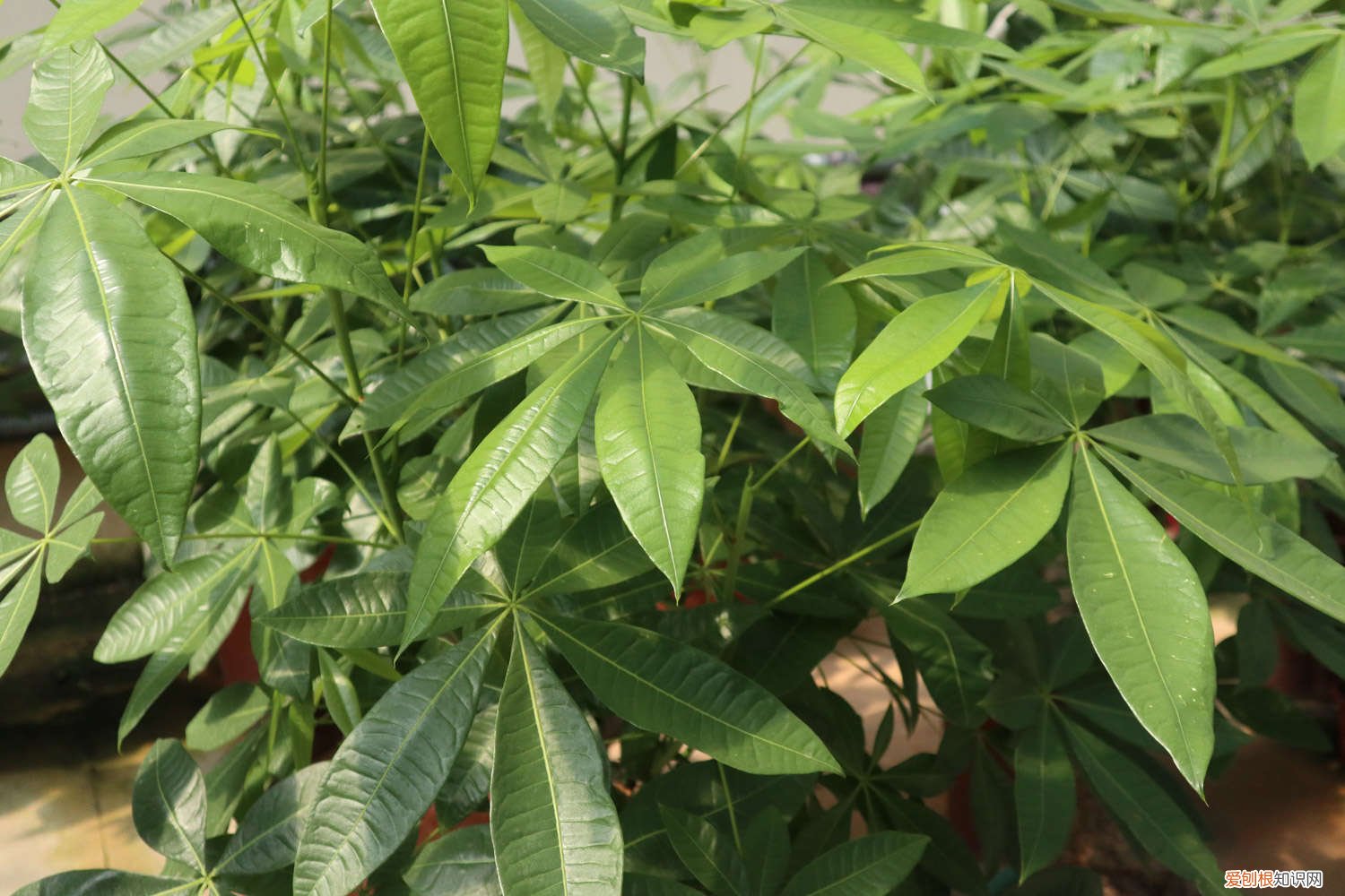 发财树小树苗一年能长多高 发财树苗一年能长多粗，怎么快速长高