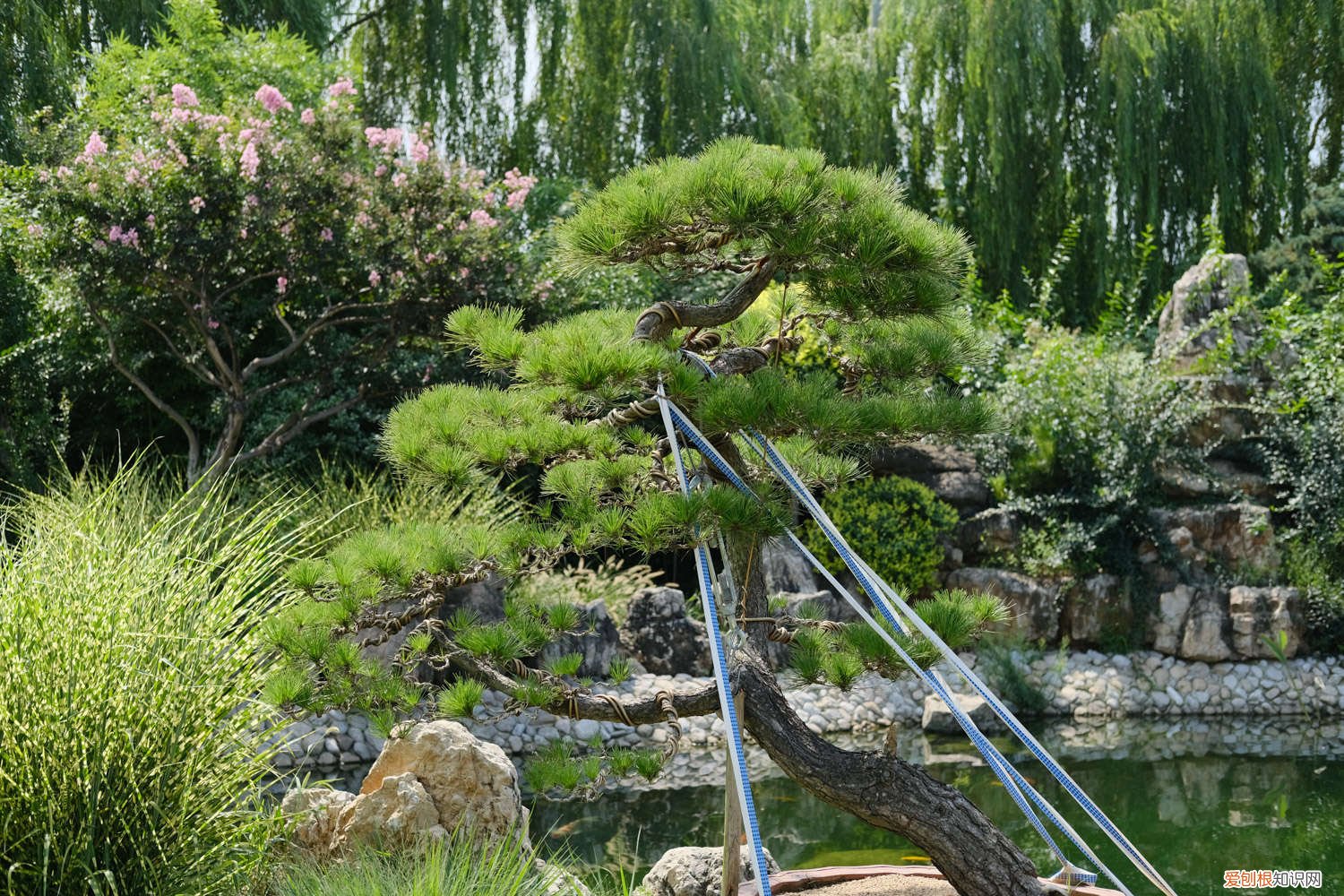 栽松树用什么土壤 盆栽松树怎么种植，用什么土？