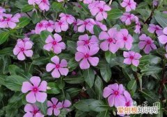 长春花卉种植 长春花的栽培技术有哪些？