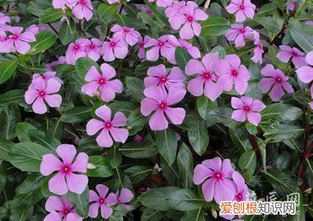 长春花卉种植 长春花的栽培技术有哪些？