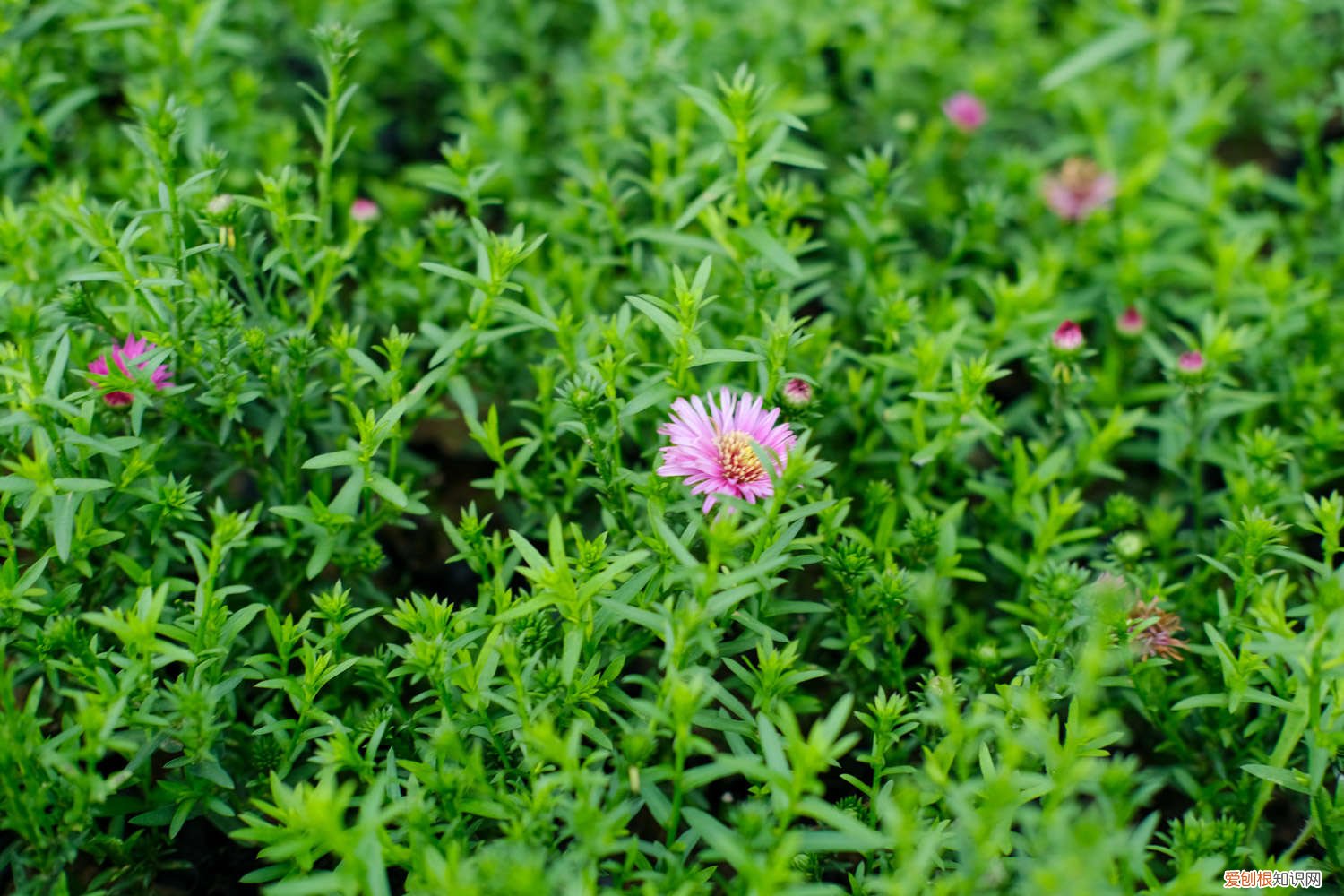 菊花怎么养开花大 盆栽小菊花怎么养，怎么开花多？