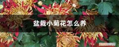 菊花怎么养开花大 盆栽小菊花怎么养，怎么开花多？