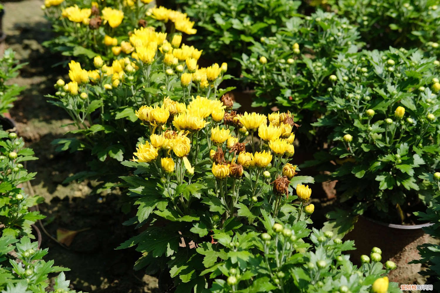 菊花怎么养开花大 盆栽小菊花怎么养，怎么开花多？