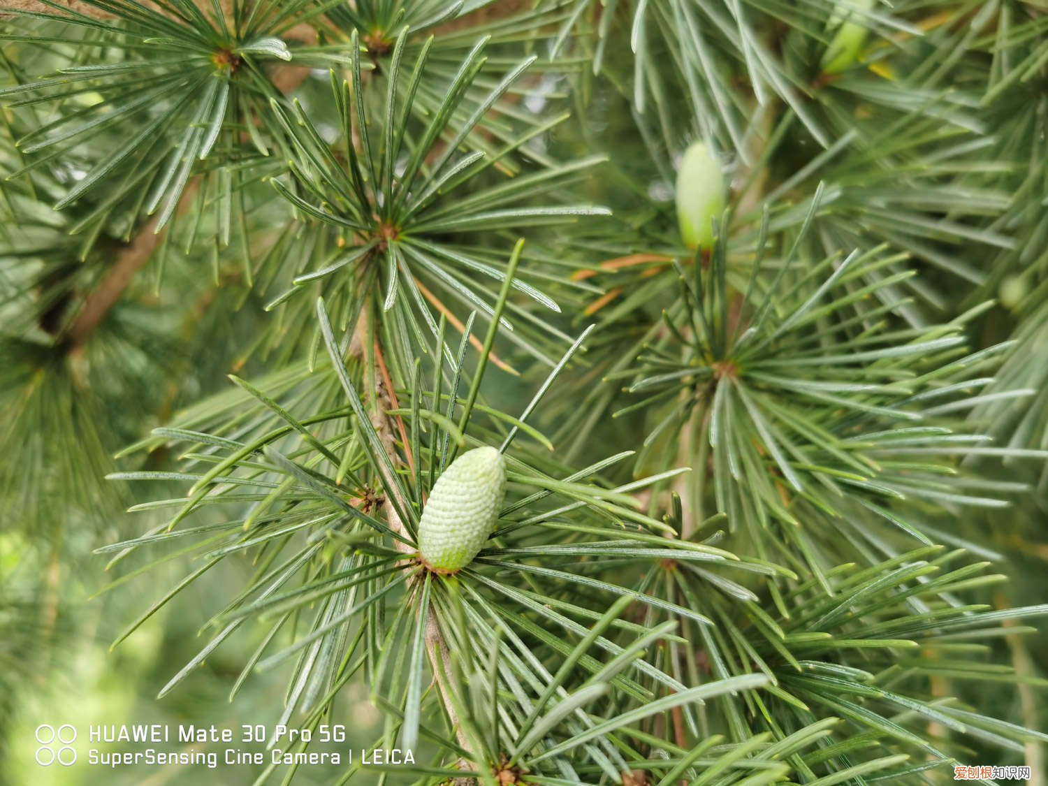 盆栽松树养殖方法 盆栽松树怎么养殖，如何上盆？