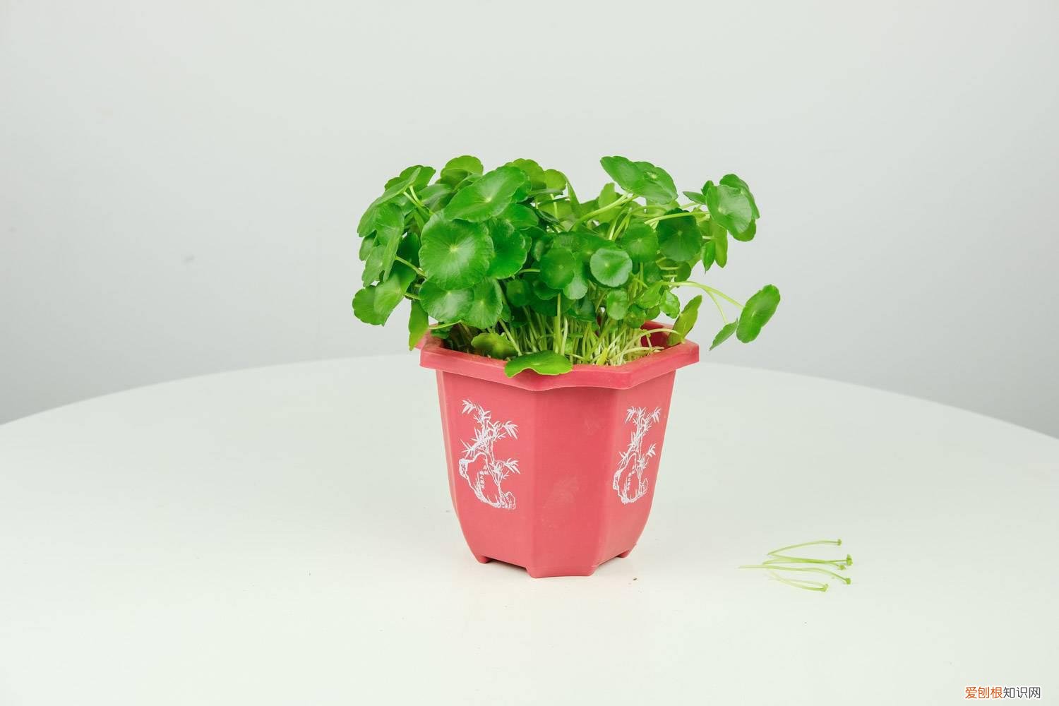 铜钱草浇水和不浇水的生长情况 铜钱草几点浇水最好，可以积水么