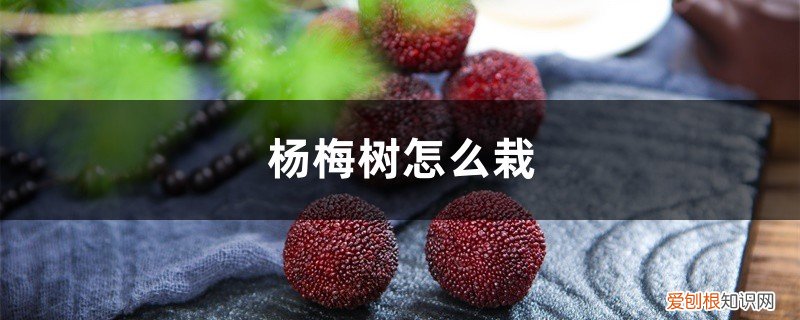 杨梅树怎么栽,需要什么土壤呢 杨梅树怎么栽，需要什么土壤