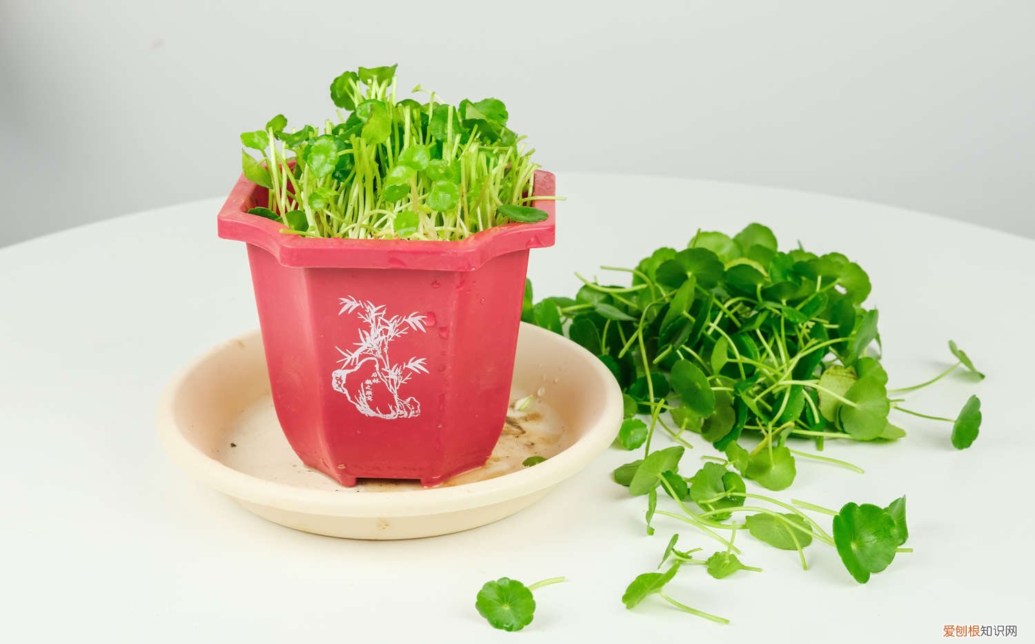 土培铜钱草怎样浇水 铜钱草土培怎么浇水，需要每天浇水吗