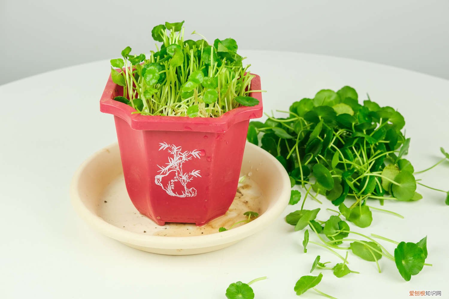 土培铜钱草怎样浇水 铜钱草土培怎么浇水，需要每天浇水吗