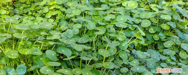 金钱草怎么养殖方法和注意事项 金钱草如何繁殖，怎么养长得快