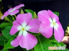 长春花的主要特征 长春花的形态特征以及生态习性