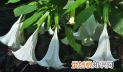 曼陀罗花的功效与作用 曼陀罗花的功效