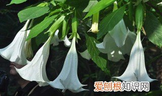 曼陀罗花的功效与作用 曼陀罗花的功效