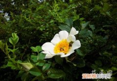 金樱子怎么栽培 金樱子的养殖方法