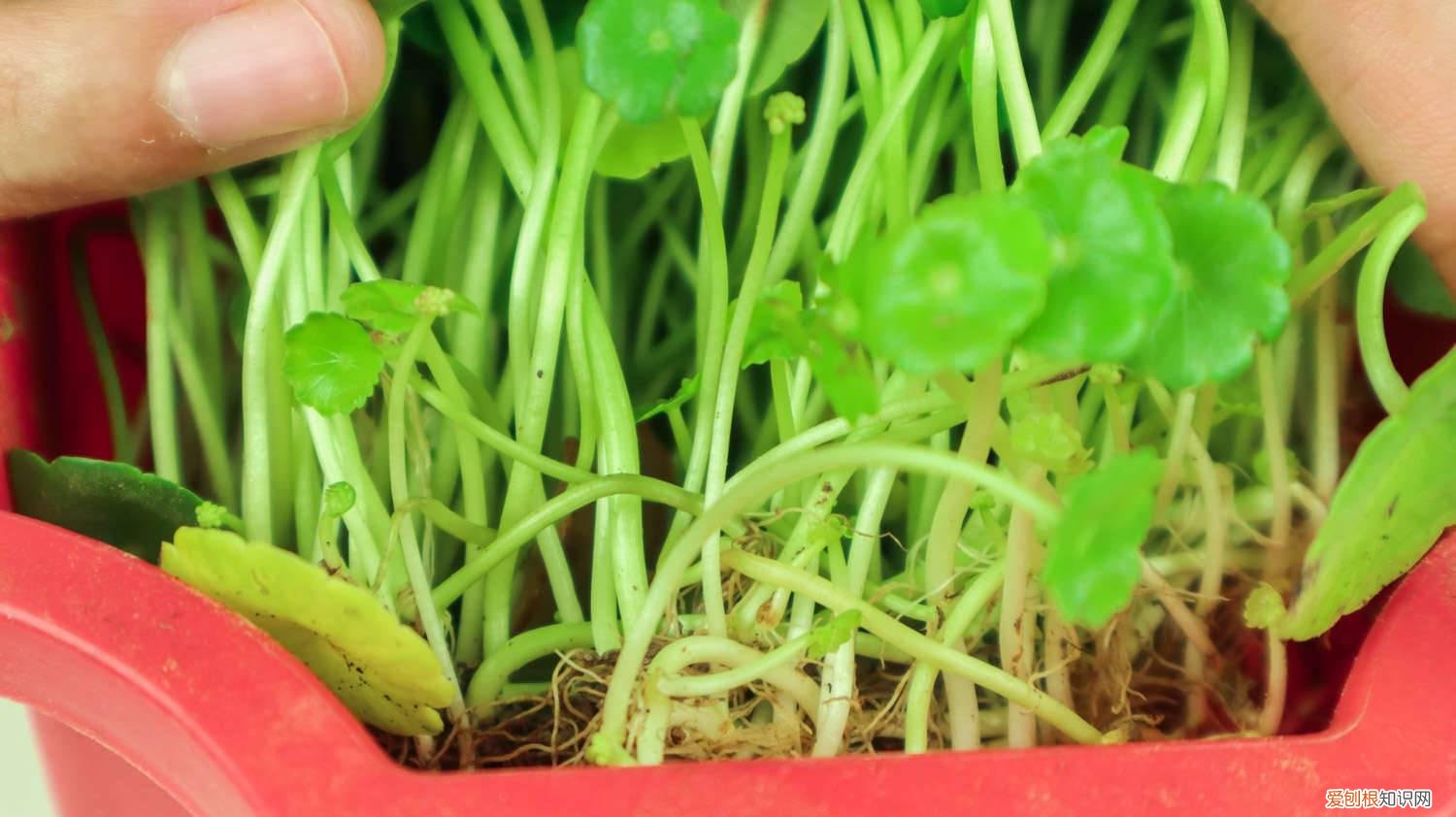 铜钱草盆栽怎么养 铜钱草怎么养爆盆，怎么养比较茂盛