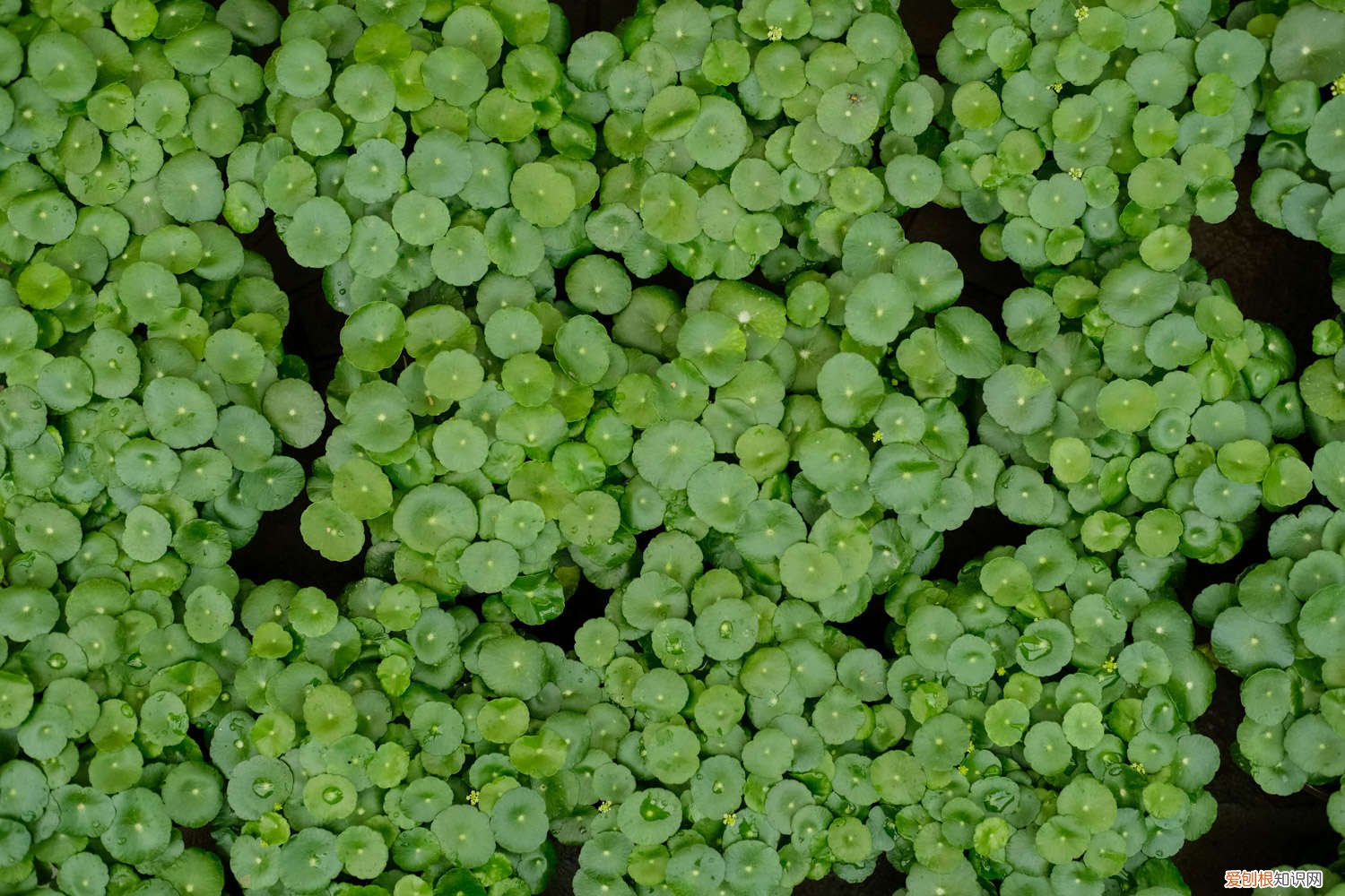 铜钱草盆栽怎么养 铜钱草怎么养爆盆，怎么养比较茂盛