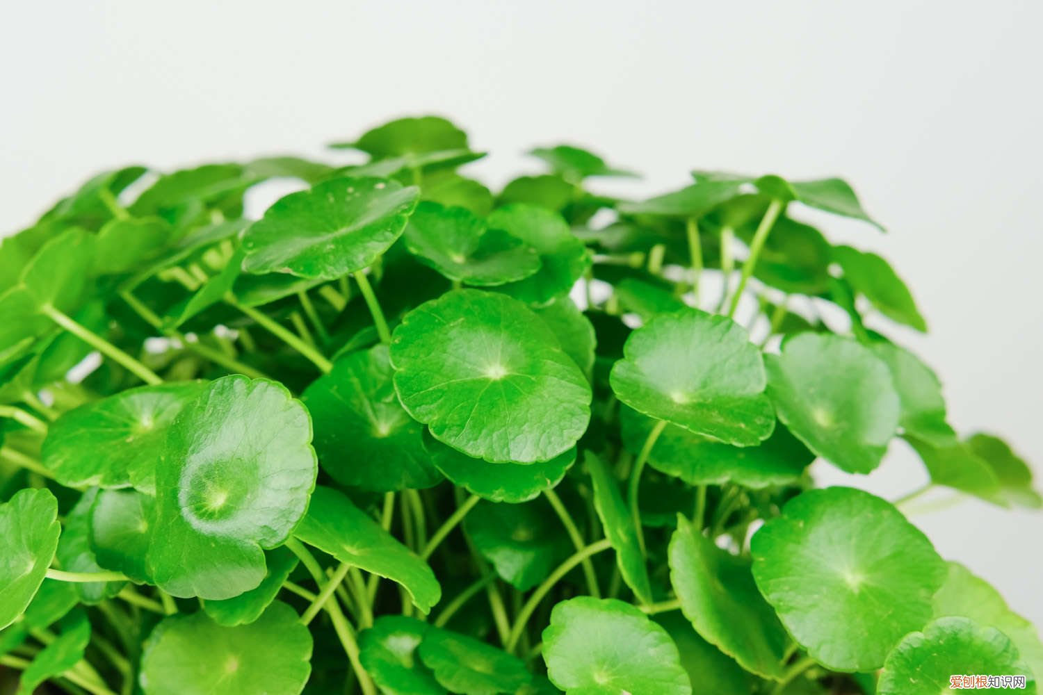 铜钱草盆栽怎么养 铜钱草怎么养爆盆，怎么养比较茂盛