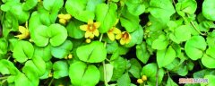金钱草如何土培 金钱草土培怎么养，土培好还是水培好