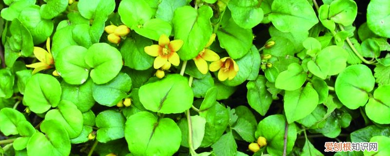 金钱草如何土培 金钱草土培怎么养，土培好还是水培好