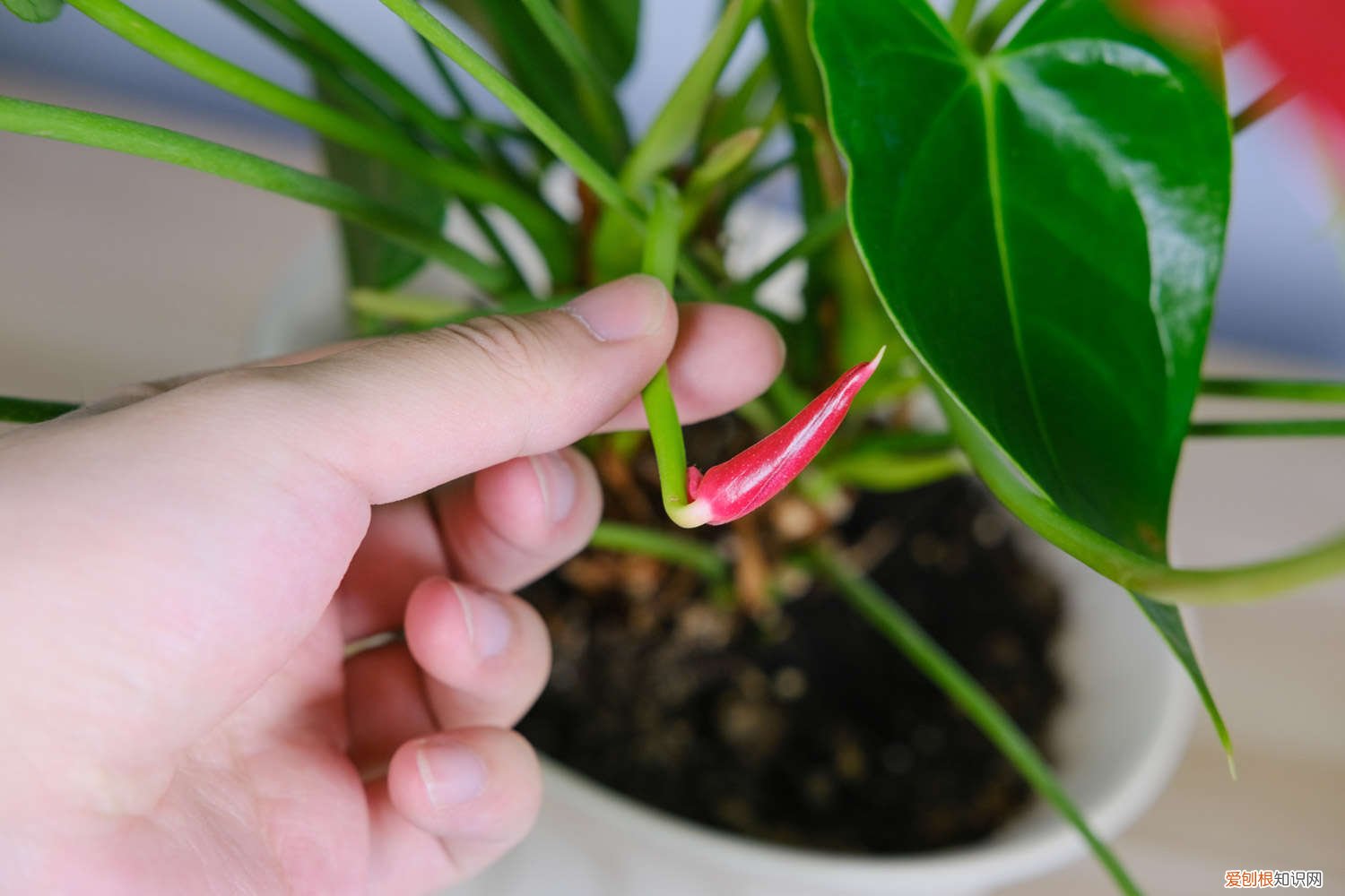 红掌叶子能扦插吗 红掌怎样扦插，剪下的枝能扦插吗