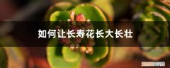 怎样让长寿花开花多 如何让长寿花多开花，长大长壮？