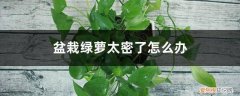 一盆绿萝太密了怎么修剪 盆栽绿萝太密了怎么办，如何修剪和分盆