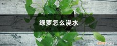 绿萝浇水是浇根部还是叶 绿萝怎么浇水，浇哪里，浇根还是叶