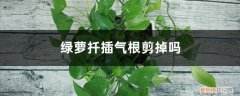 绿萝扦插没有气根能活不 绿萝扦插气根剪掉吗，气根作用是什么？